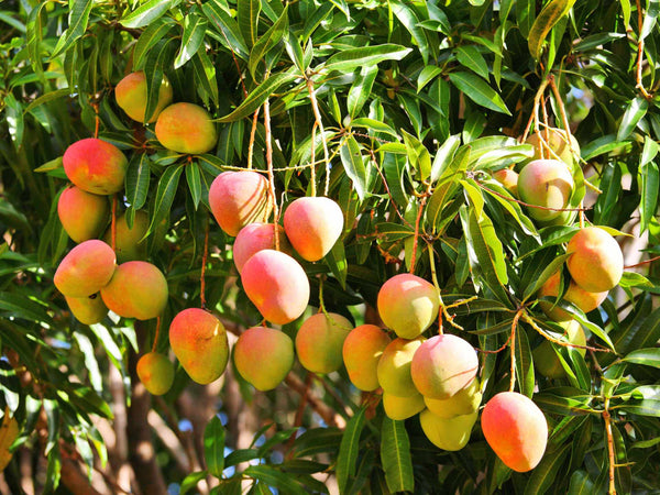 So wachsen die Mangos…